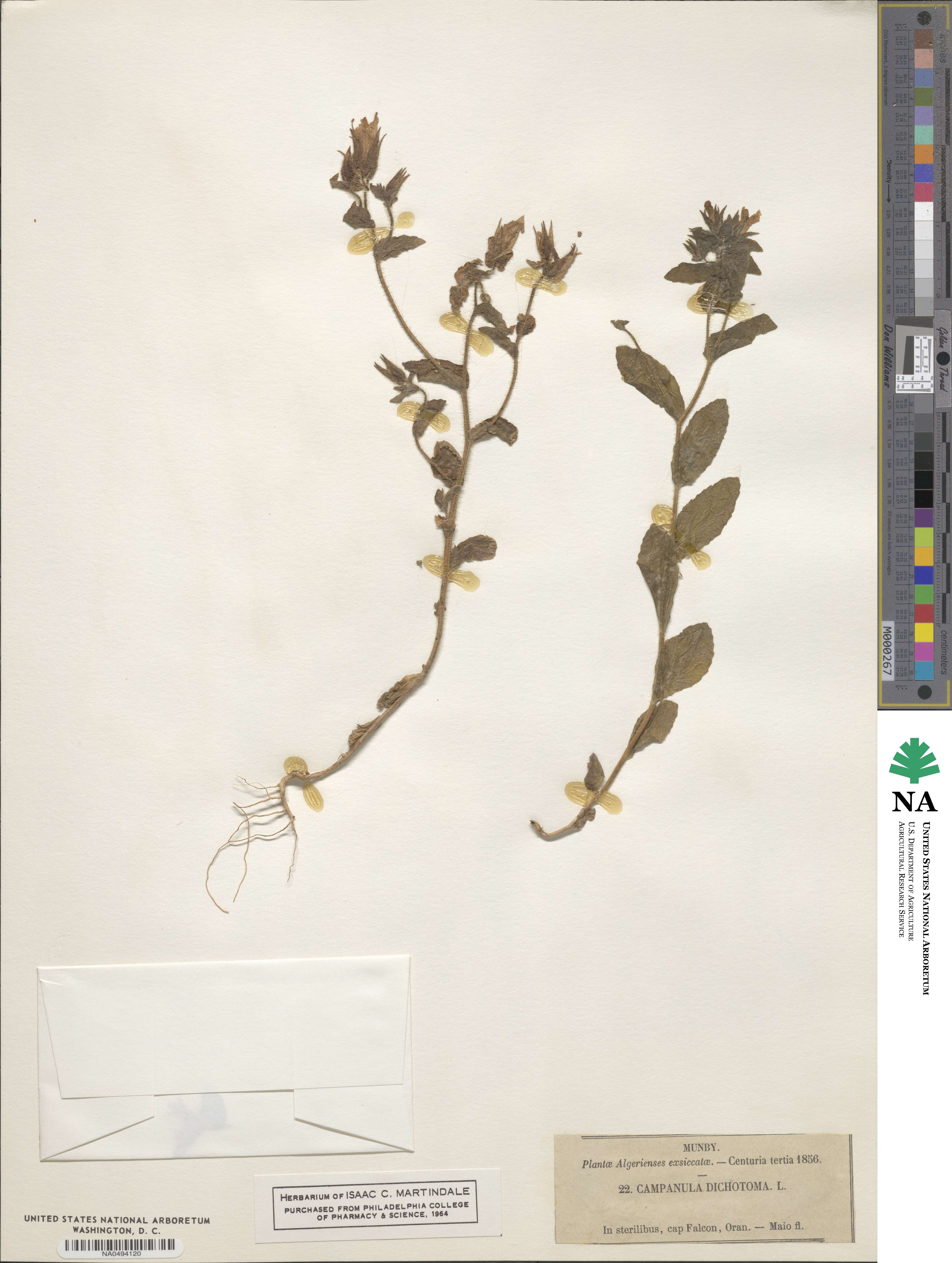 Campanula dichotoma image