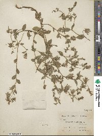 Campanula dichotoma image