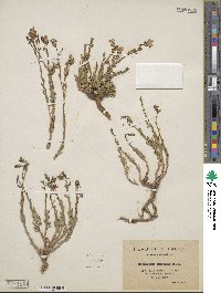 Image of Campanula filicaulis