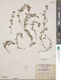 Campanula mollis subsp. mollis image