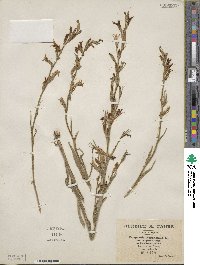 Campanula rapunculus subsp. lambertiana image