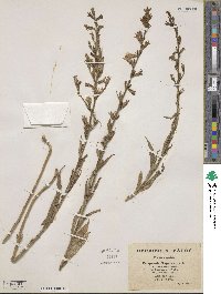 Campanula rapunculus subsp. lambertiana image