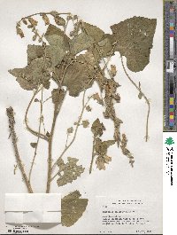 Campanula alliariifolia image