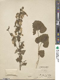 Campanula alliariifolia image