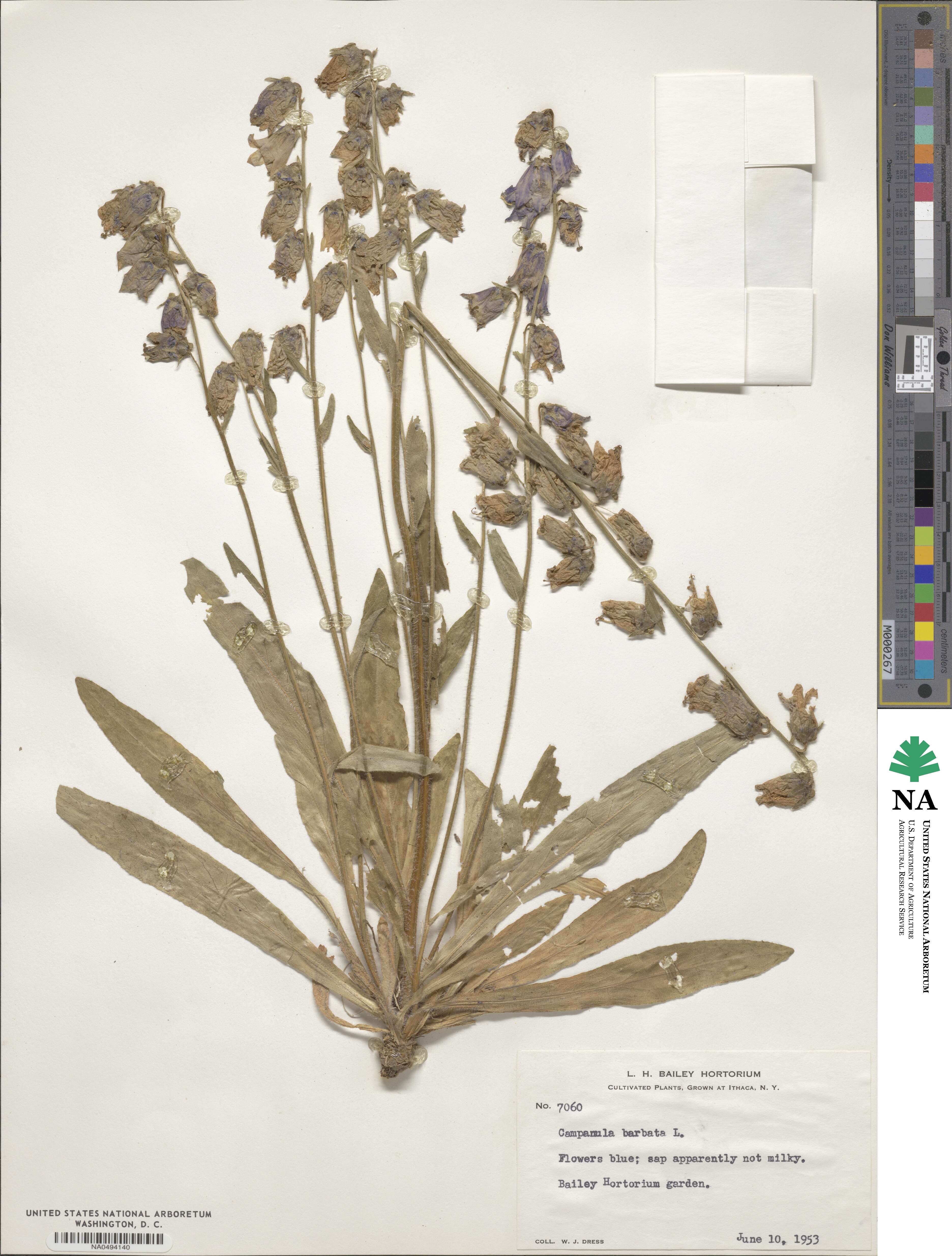 Campanula barbata image