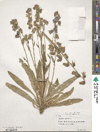 Campanula barbata image