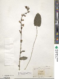 Campanula bononiensis image