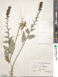 Campanula bononiensis image