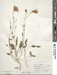 Campanula carpatica image