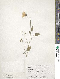 Campanula carpatica image