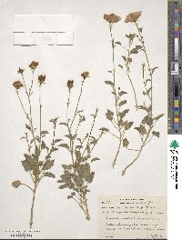 Campanula carpatica image