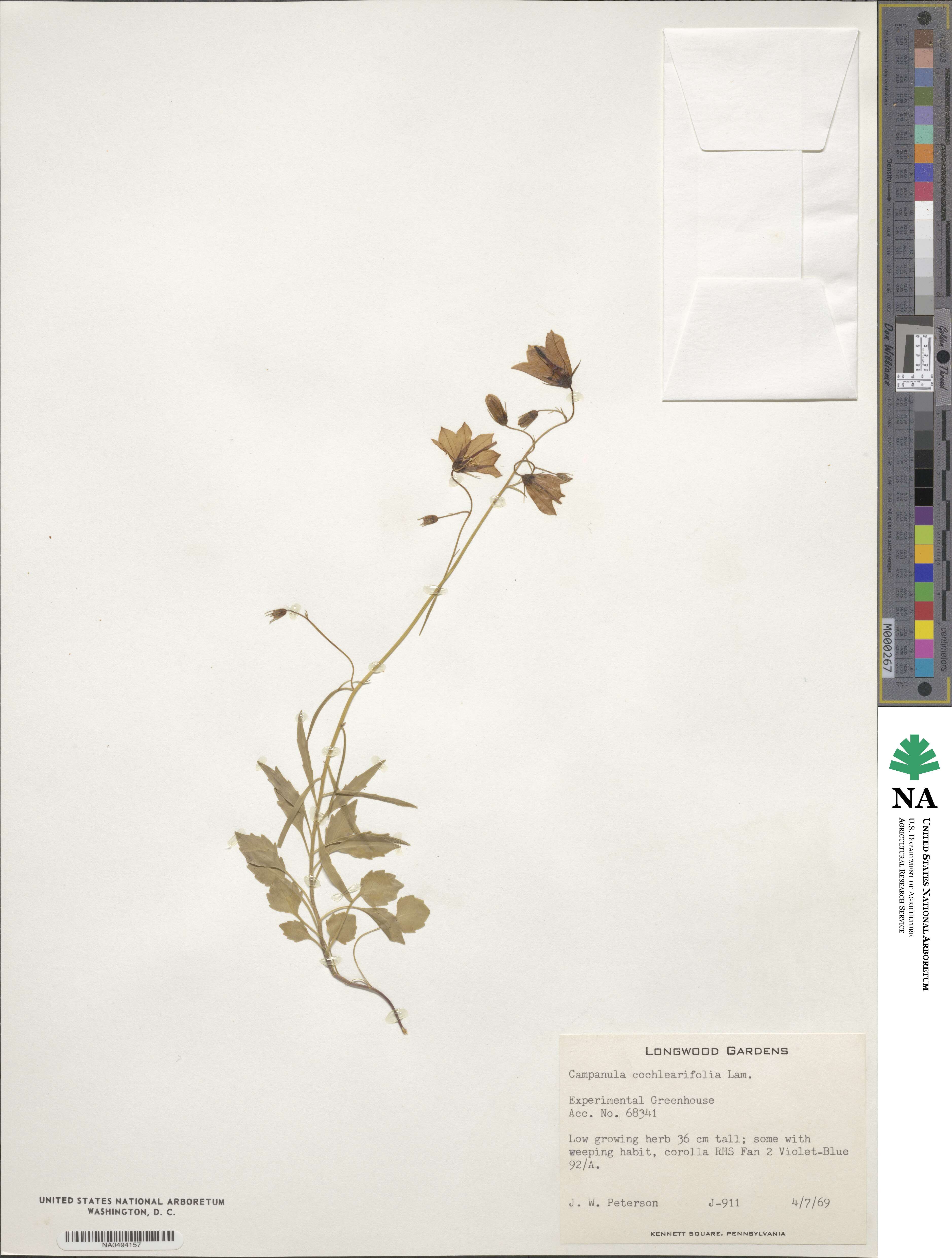 Campanula cochlearifolia image