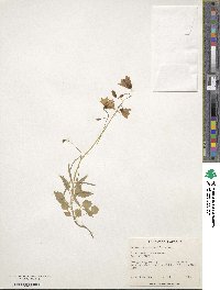 Campanula cochlearifolia image