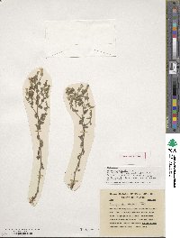 Image of Campanula davisii