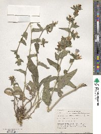 Campanula glomerata image