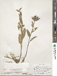 Campanula glomerata image