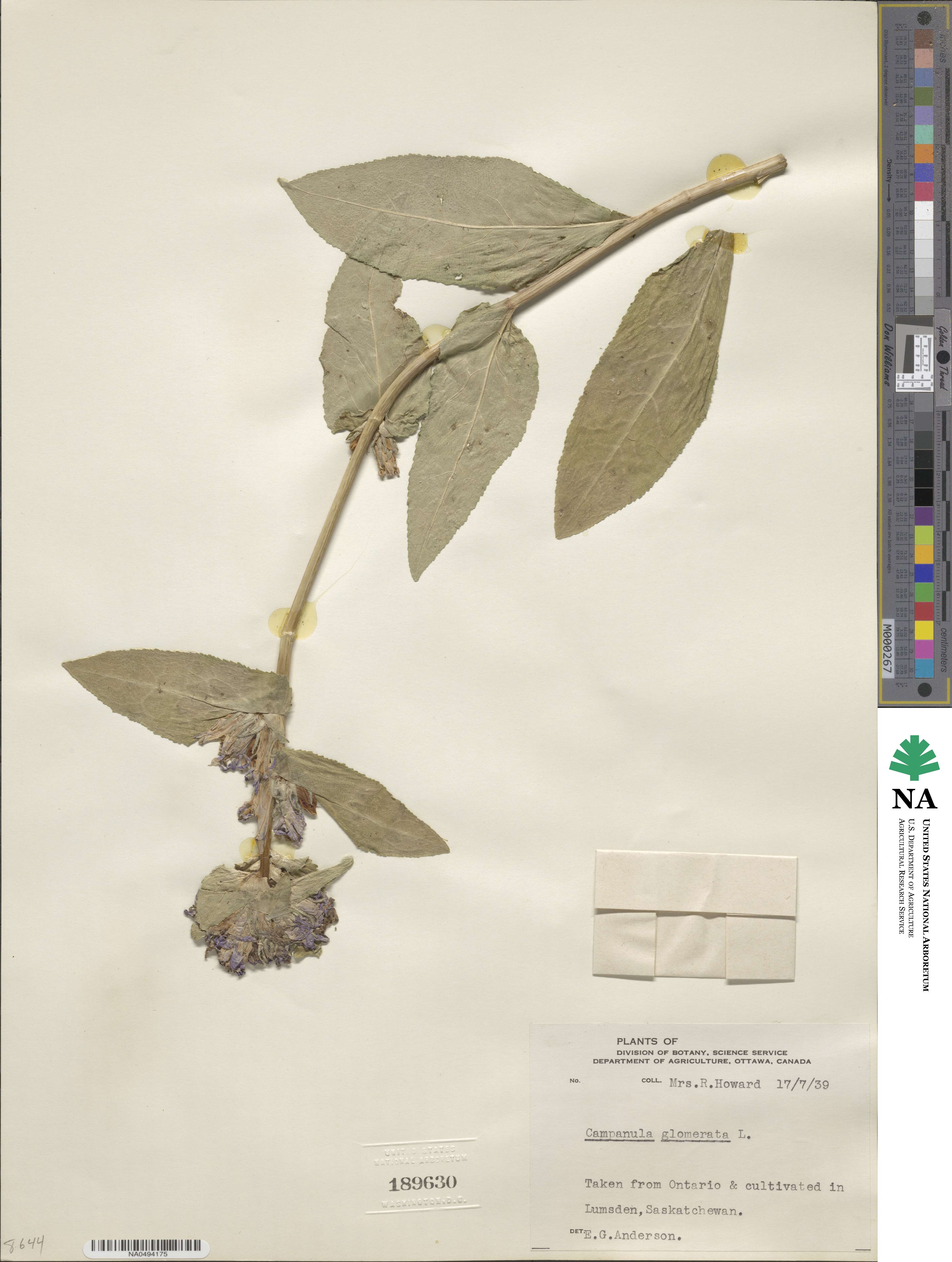 Campanula glomerata image