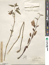 Campanula punctata image