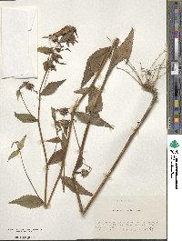 Campanula punctata image