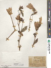 Campanula punctata image