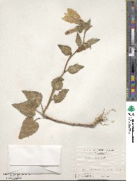 Campanula punctata image