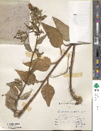 Campanula punctata image