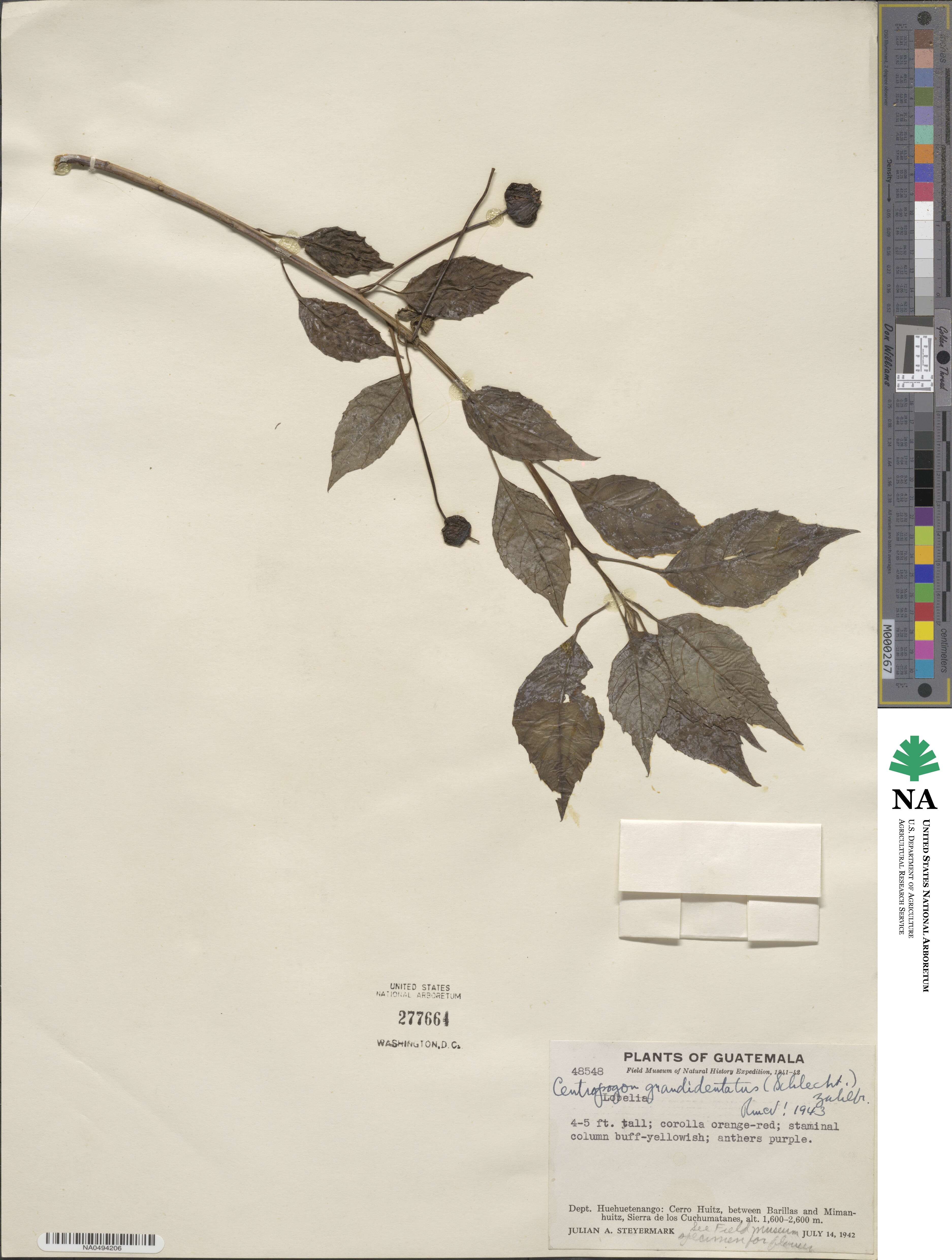 Centropogon grandidentatus image