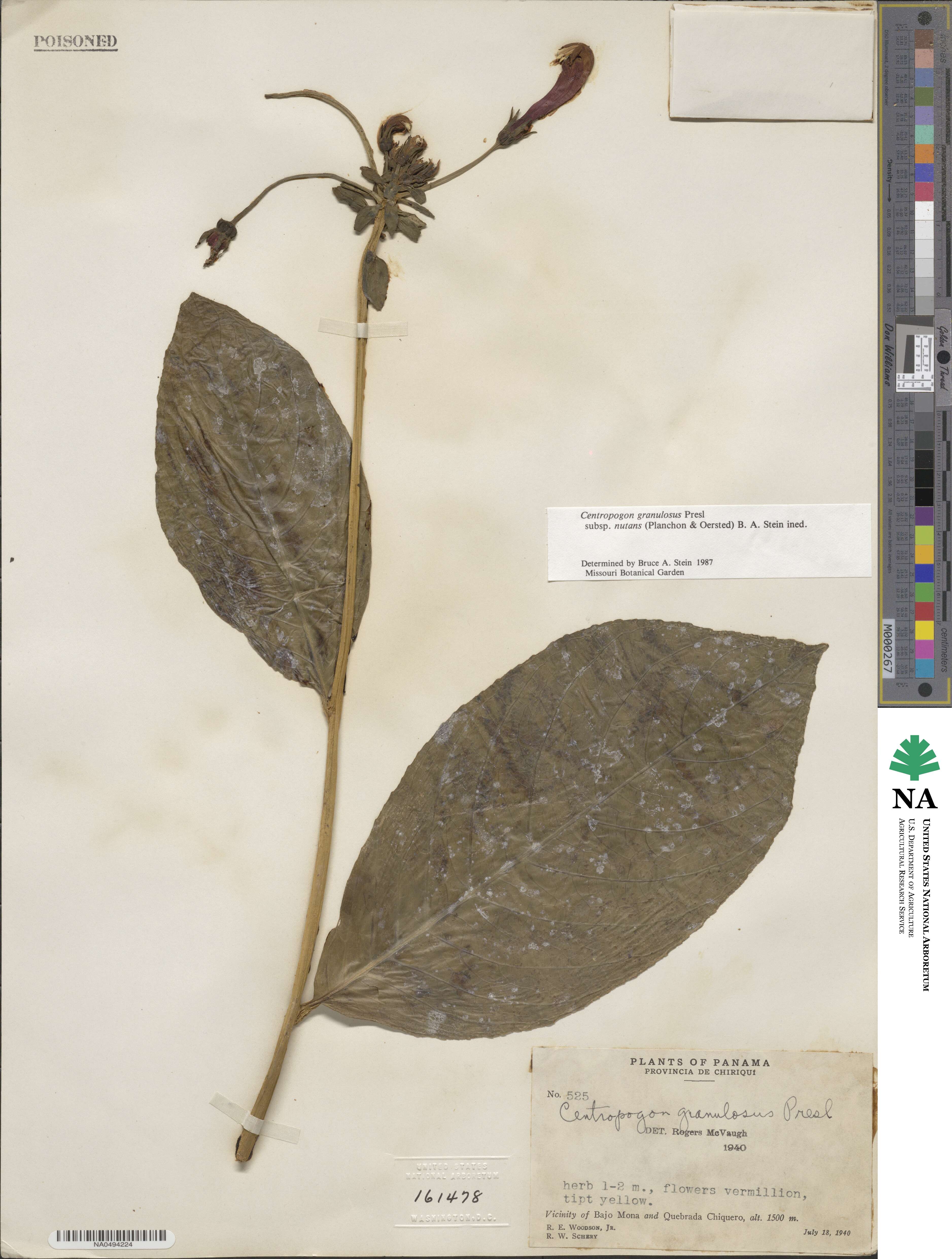 Centropogon granulosus subsp. nutans image