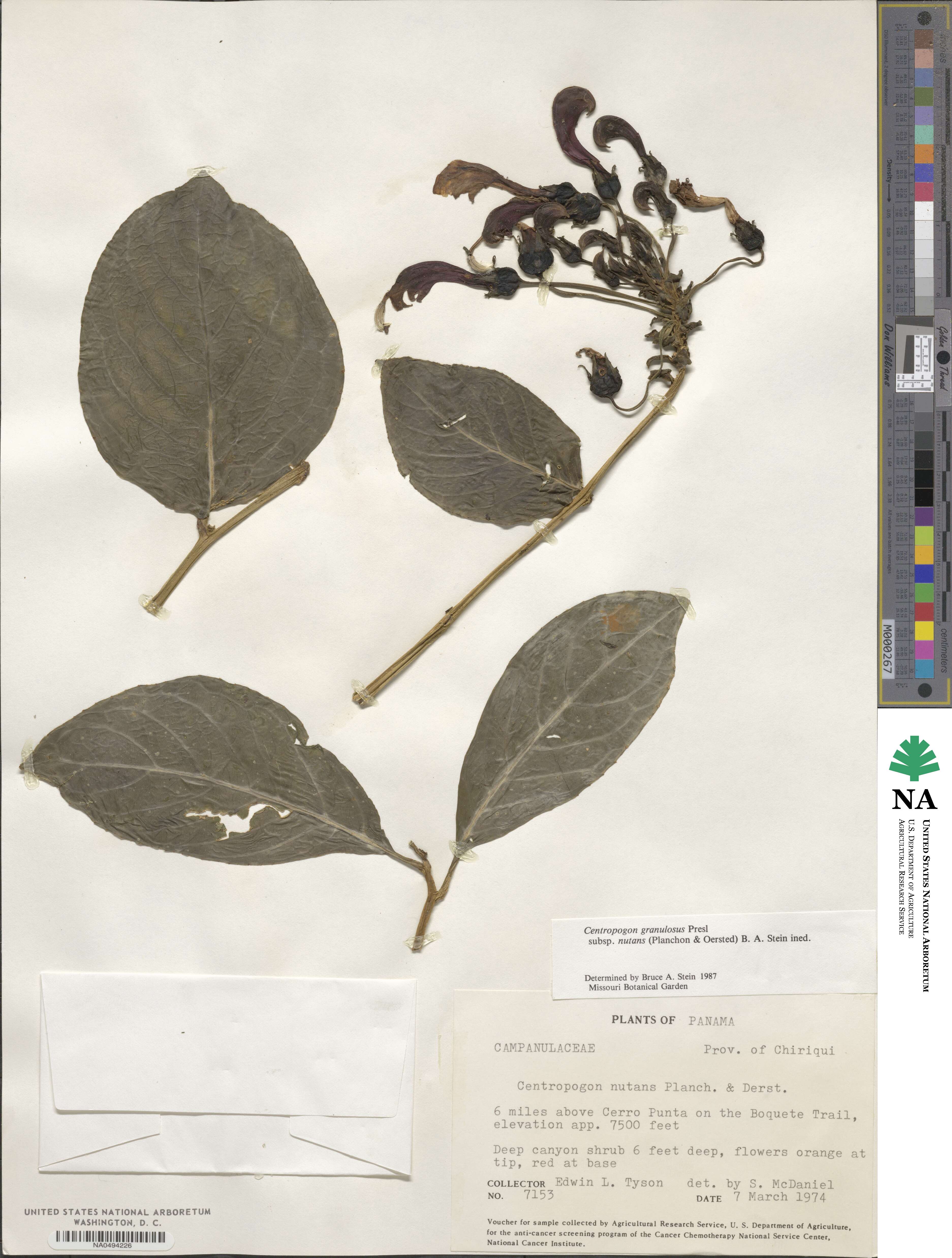 Centropogon granulosus subsp. nutans image