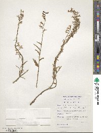 Image of Cyphia persicifolia