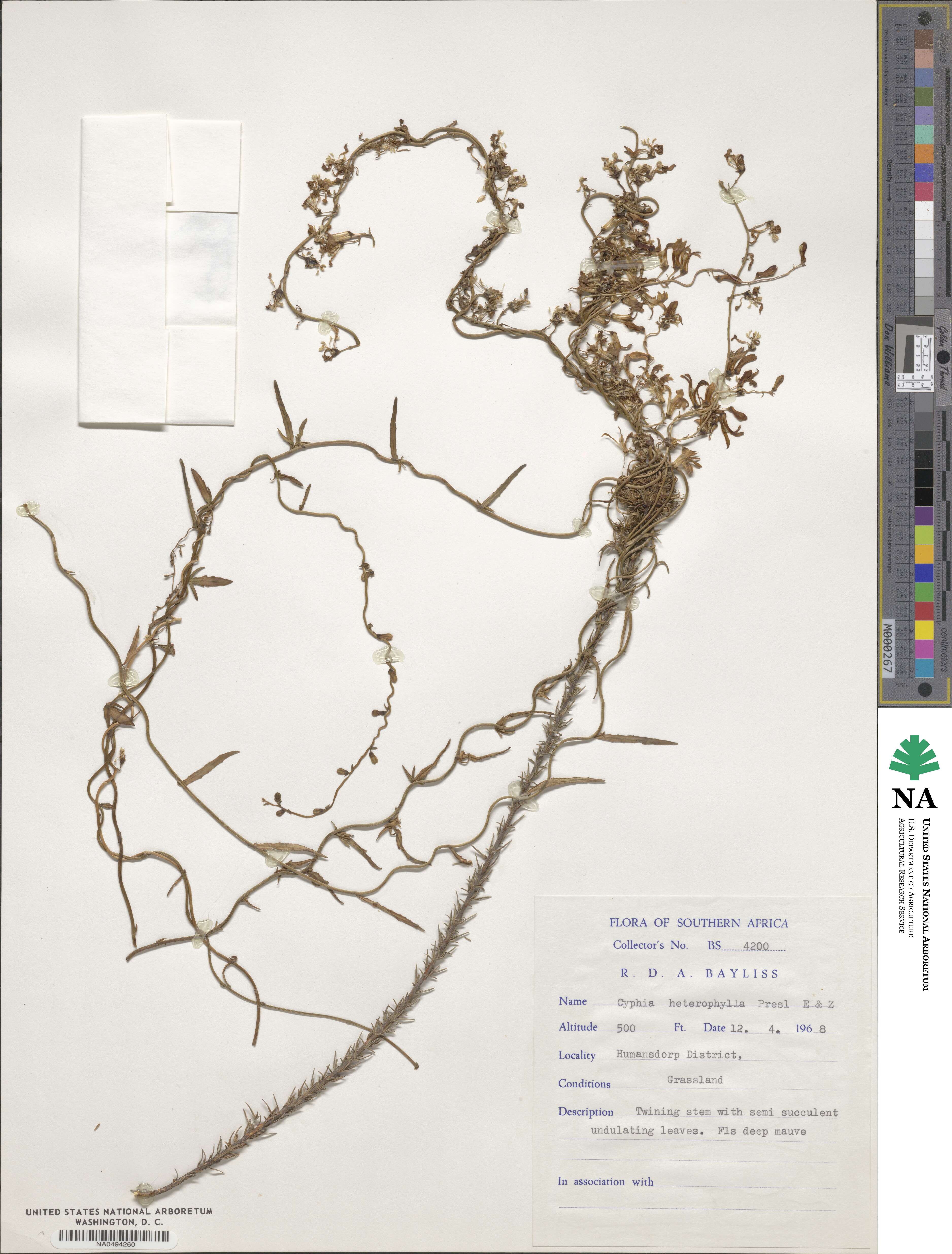 Cyphia heterophylla image