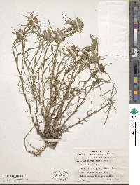 Edraianthus tenuifolius image