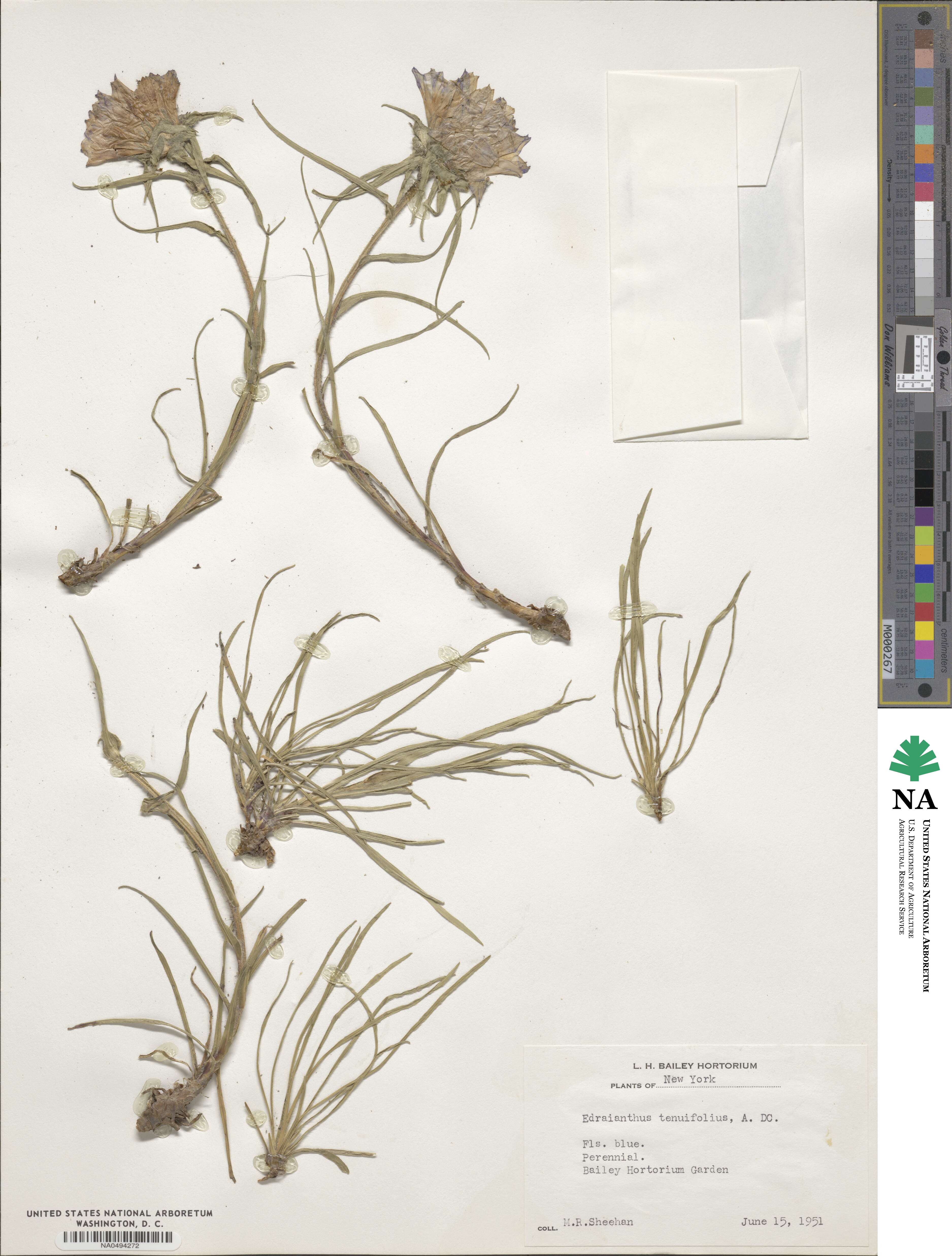 Edraianthus tenuifolius image