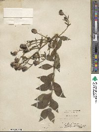 Platycodon grandiflorus image