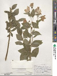 Platycodon grandiflorus image