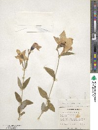 Platycodon grandiflorus image