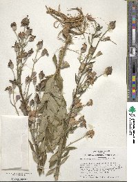 Platycodon grandiflorus image