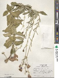 Platycodon grandiflorus image