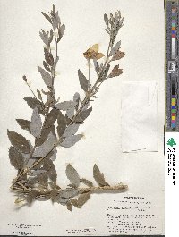 Platycodon grandiflorus image