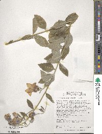 Platycodon grandiflorus image