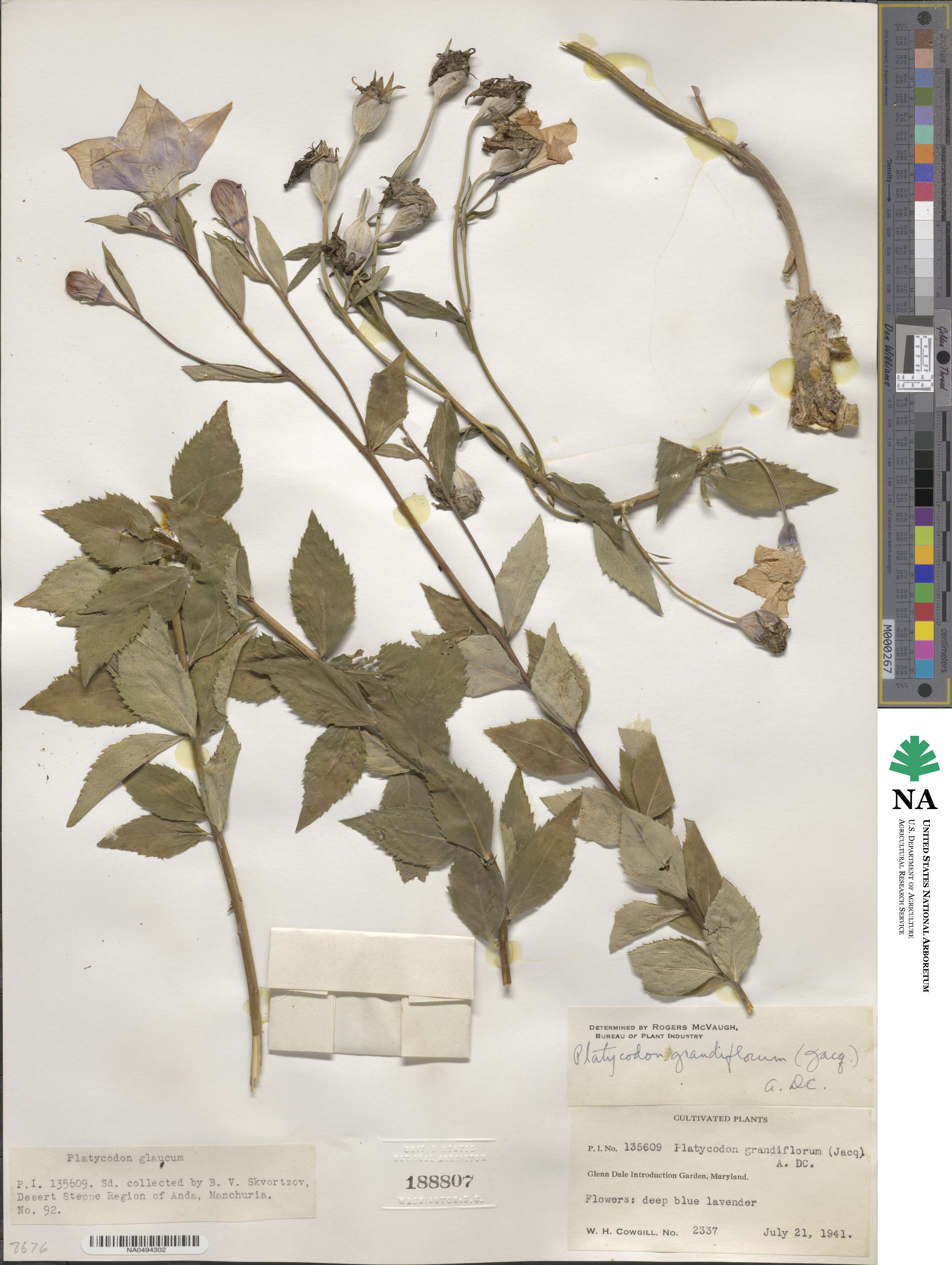 Platycodon grandiflorus image
