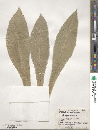Image of Musschia wollastonii