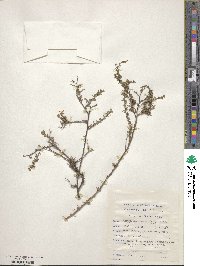 Image of Wahlenbergia cinerea