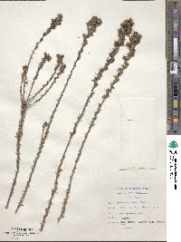 Image of Wahlenbergia rubens