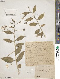 Burmeistera microphylla image