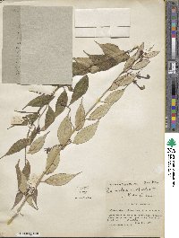 Burmeistera microphylla image