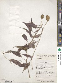 Burmeistera pallida image