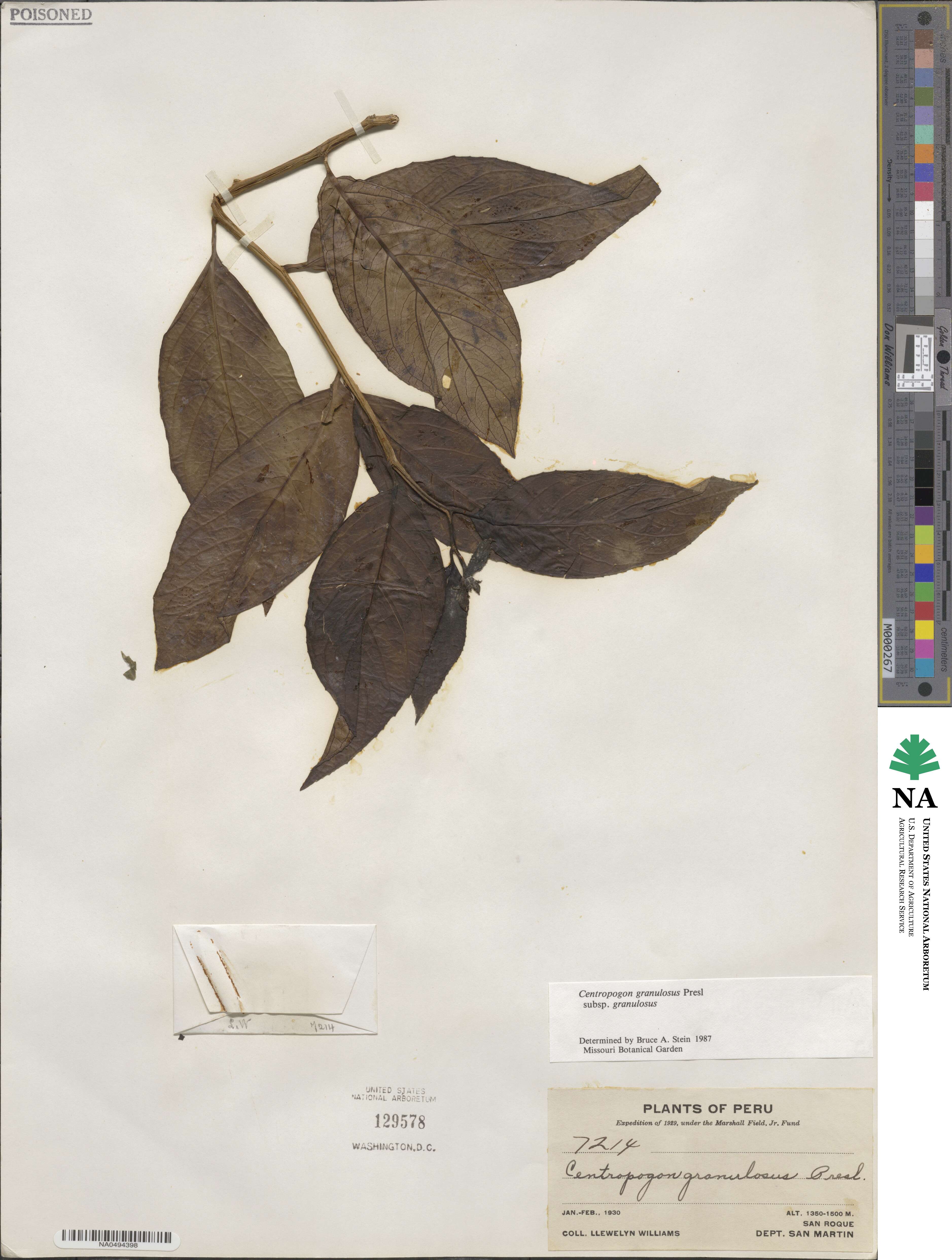 Centropogon granulosus image