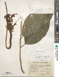 Centropogon granulosus subsp. lugens image