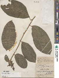 Centropogon granulosus subsp. lugens image